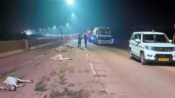 Saven cow dead in accident