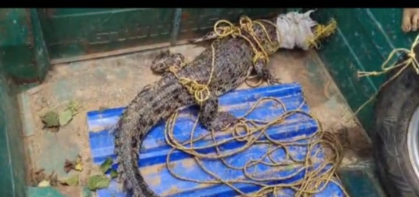 ପୋଖରୀରୁ କାବୁ ହେଲା କୁମ୍ଭୀର