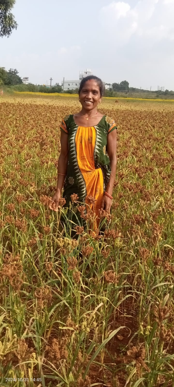 ବିହନ ଉତ୍ପାଦନ କରି ସ୍ୱାବଲମ୍ବି ହେଇଛନ୍ତି  ଆଦିବାସୀ ମହିଳା