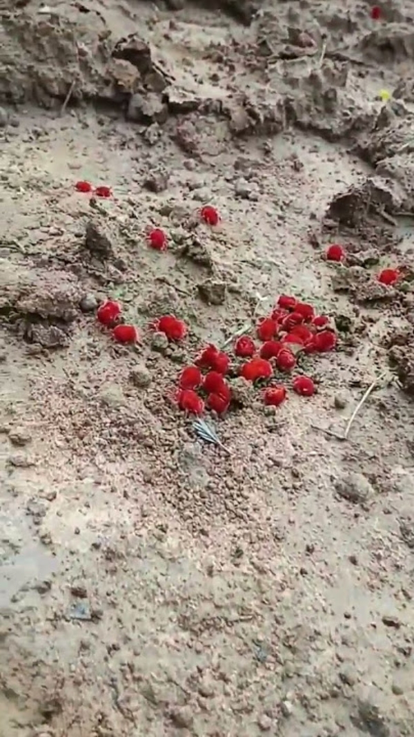 ସମୟର ଚକ୍ରରେ ଲୋପ ପାଉଛି ‘ସାଧବ ବୋହୂ’