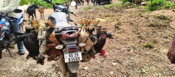 ନୂଆଁଖାଇ ପର୍ବ ଉପଲକ୍ଷେ ଓଡ଼ିଶା ଜୀବିକା ମିଶନ ପକ୍ଷରୁ ବ୍ଲକର ବିଭିନ୍ନ ପଞ୍ଚାୟତରେ ନୂଆଁଖାଇ ବଜାର ଆୟୋଜିତ