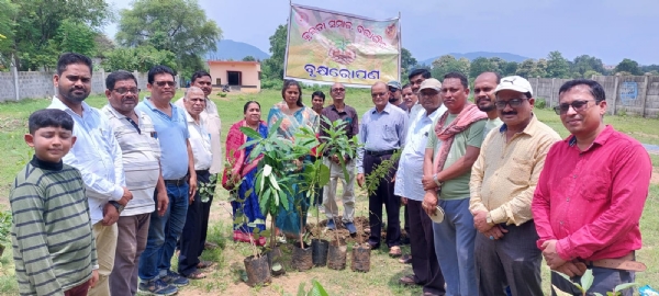 କୁଲୁତା ସମାଜ ବଲାଙ୍ଗିର ର ବୃକ୍ଷରୋପଣ
