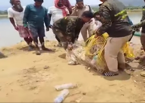 ଧରାପଡିଲା ୫ ଫୁଟିଆ କୁମ୍ଭୀର ।