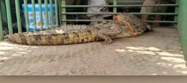 ଧରାପଡିଲା ୫ ଫୁଟିଆ କୁମ୍ଭୀର ।