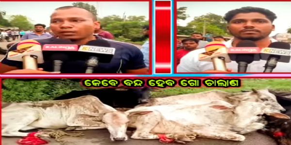 ଗୋରୁ ବୋଝେଇ ଗାଡିକୁ ଧରିଲେ ଗୋ ରକ୍ଷକ, ଘଟଣାସ୍ଥଳରେ ଉତେଜନା, ୧୨ ଗୋରୁ ଉଦ୍ଧାର
