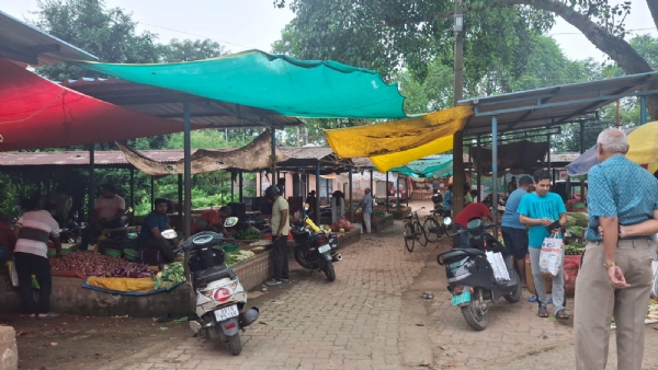 ଅବ୍ଯବସ୍ଥାରେ ଗୋବିନ୍ଦତୋଳା ବଜାର  : ପରିବା ବିକାଳୀଙ୍କ ପିଣ୍ଡି ସାଜିଛି ଗୋରୁ ଗୁହାଳ