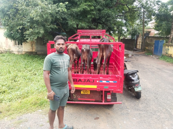 ଅଟୋରେ ବେଆଇନ ଷଣ୍ଢ ଚାଲାଣ : ଥାନାରେ ଅଟୋ ଅଟକ