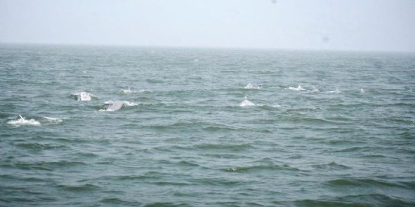 ଧାମରା ବାବୁବାଲି ଠାରେ ଶହ ଶହ ସଂଖ୍ୟାରେ ଡଲଫିନ, ପର୍ଯ୍ୟଟନ ସ୍ଥଳୀର ମାନ୍ୟତା ଦାବି