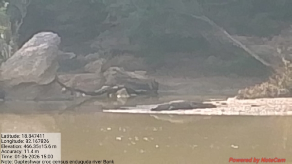 ଶାବେରୀ ନଦି କେନ୍ଦୁଗୁଡା ଘାଟରୁ ଠାବ ହେଲା କୁମ୍ଭୀର