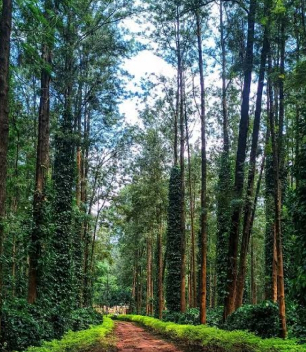 କୋରାପୁଟରେ ହେଉଛି ଉତ୍ପାଦନ, ପ୍ରକ୍ରିୟାକରଣ ୟୁନିଟ  କରିବାକୁ ଦାବି