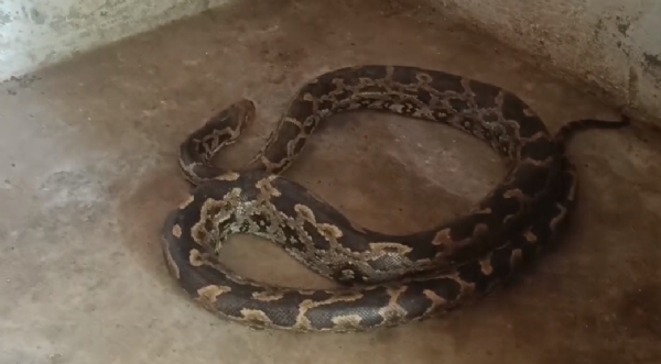 ଘର ଭିତରୁ ୮ଫୁଟର ଅଜଗର ସାପ ଉଦ୍ଧାର