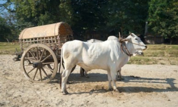 ଆଉ ଦେଖିବାକୁ ମେଳୁ ନାହିଁ ହଳ, ବଳଦ