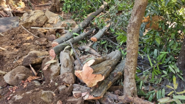 ରକ୍ଷକ ସାଜିଛି ଭକ୍ଷକ : ଉଷାକୋଟି ଅଭୟାରଣ୍ୟରୁ ବନ ବିଭାଗ ପକ୍ଷରୁ ଗଛ କାଟ୍