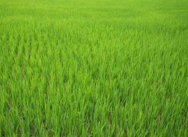 ଚାଷ କାମର ବଦଳୁଛି ଢାଞ୍ଚା : ଶୁଭୁନି ହୁଳହୁଳି ଓ ହଳିଆ ଗୀତ