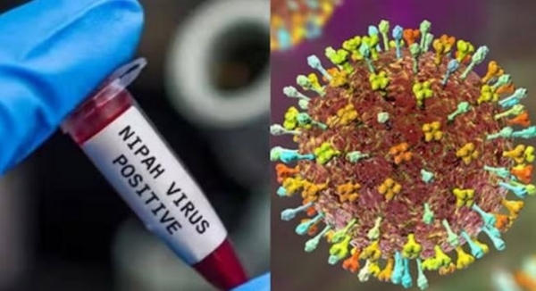 ନିପା ଭାଇରସ