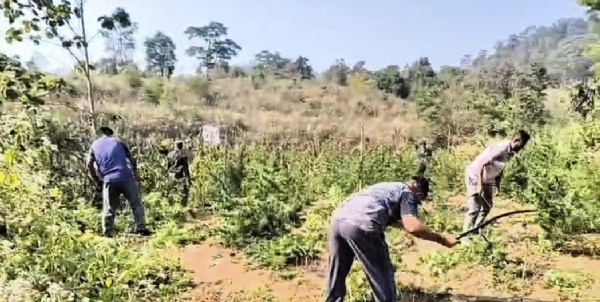 ୨୮ ଲକ୍ଷରୁ ଊର୍ଦ୍ଧ୍ଵ ଟଙ୍କାର ଗଞ୍ଜେଇ ଚାଷ କାଟି ନଷ୍ଟ କଲା ପୋଲିସ