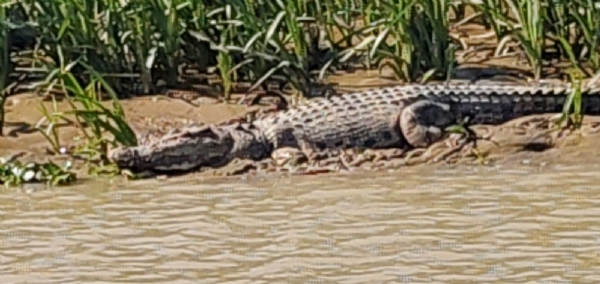 crocodile ganana sesa