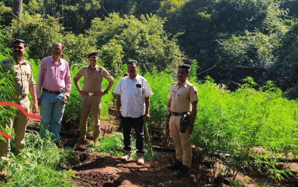 31 ଏକର ଗଞ୍ଜେଇ ଗଛ ନଷ୍ଟ