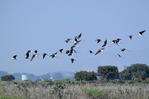 ହୀରାକୁଦରେ ପକ୍ଷୀ ଗଣନା ଆରମ୍ଭ