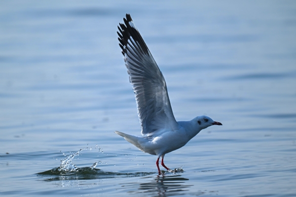 ହୀରାକୁଦରେ ପକ୍ଷୀ ଗଣନା ଆରମ୍ଭ