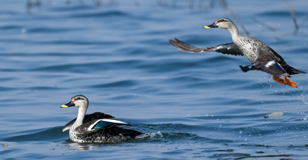 ହୀରାକୁଦରେ ପକ୍ଷୀ ଗଣନା ଆରମ୍ଭ