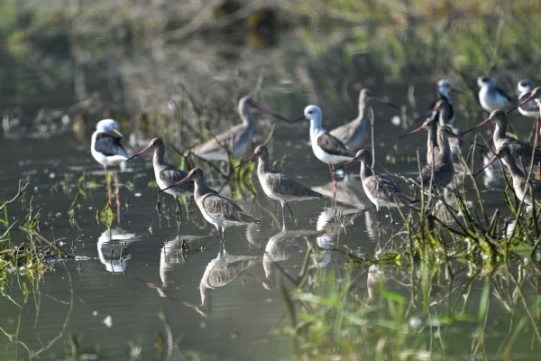 ହୀରାକୁଦରେ ପକ୍ଷୀ ଗଣନା ଆରମ୍ଭ