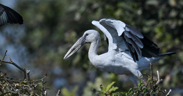 ହୀରାକୁଦରେ ପକ୍ଷୀ ଗଣନା ଆରମ୍ଭ