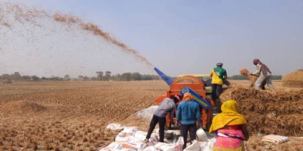 କୋରାପୁଟ ଜିଲ୍ଲାରେ ଶୁଭୁନି ହଳିଆ ଗୀତ, ପଡୁନି ଧାନ ବେଙ୍ଗଳା ; ଏବେ ମେସିନ କରୁଛି ଧାନ ଅମଳ