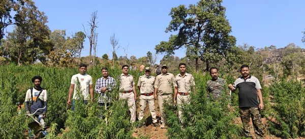 49 ଏକର ଗଞ୍ଜେଇ ଗଛ ନଷ୍ଟ,