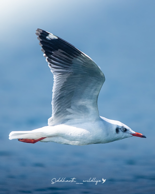 ହୀରାକୁଦ ପକ୍ଷୀ ଗଣନା, ୨୦୨୬ର ସଂକ୍ଷିପ୍ତ ରିପୋର୍ଟ