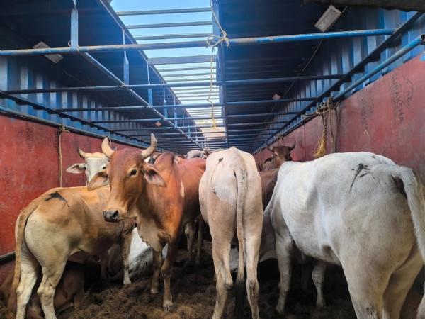 ଦୁଇ ଗୋରୁ ବୋଝେଇ ଗାଡି ଅଟକ,୫ ଜଣ କୋର୍ଟ ଚାଲାଣ