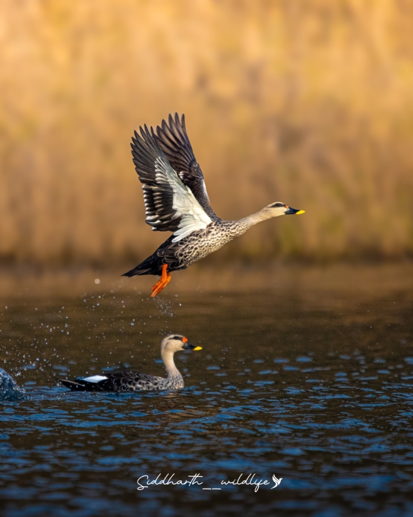ହୀରାକୁଦ ପକ୍ଷୀ ଗଣନା, ୨୦୨୬ର ସଂକ୍ଷିପ୍ତ ରିପୋର୍ଟ