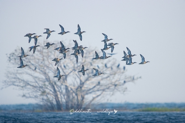 ହୀରାକୁଦ ପକ୍ଷୀ ଗଣନା, ୨୦୨୬ର ସଂକ୍ଷିପ୍ତ ରିପୋର୍ଟ