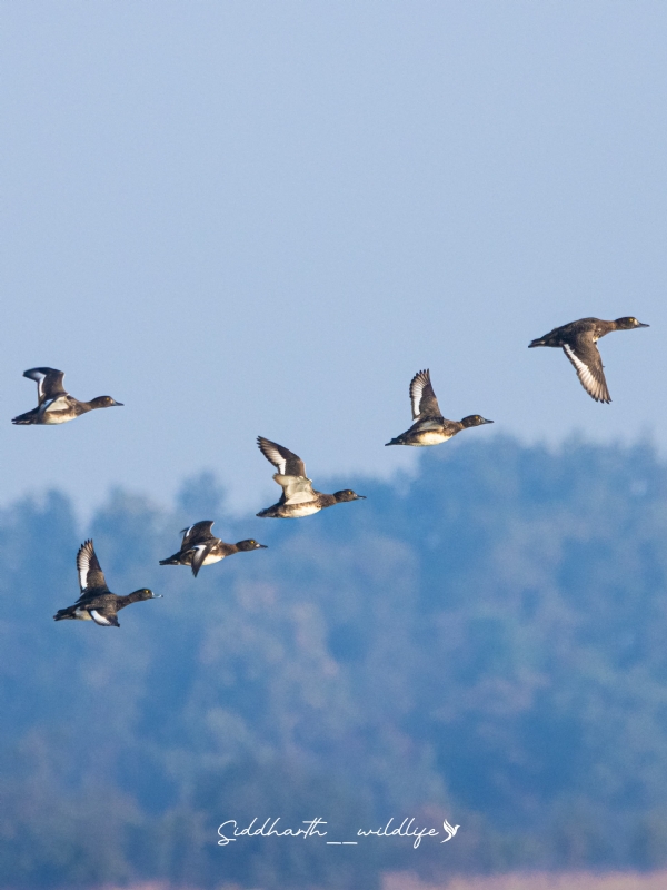 ହୀରାକୁଦ ପକ୍ଷୀ ଗଣନା, ୨୦୨୬ର ସଂକ୍ଷିପ୍ତ ରିପୋର୍ଟ