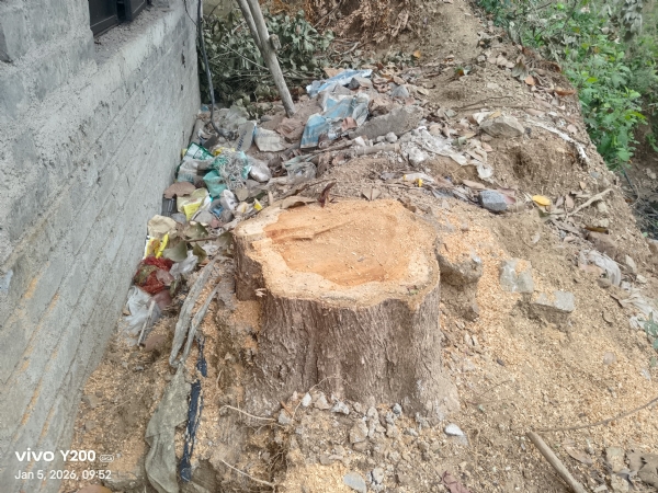 ତୁଳସୀନଗର ଦୁର୍ଗା ମଣ୍ଡପରେ ବନବିଭାଗର  ଚଢ଼ାଉ : ମୂଲ୍ୟବାନ୍ ଶାଗୁଆନ ଗଣ୍ଡୀ  ଜବତ୍‌,