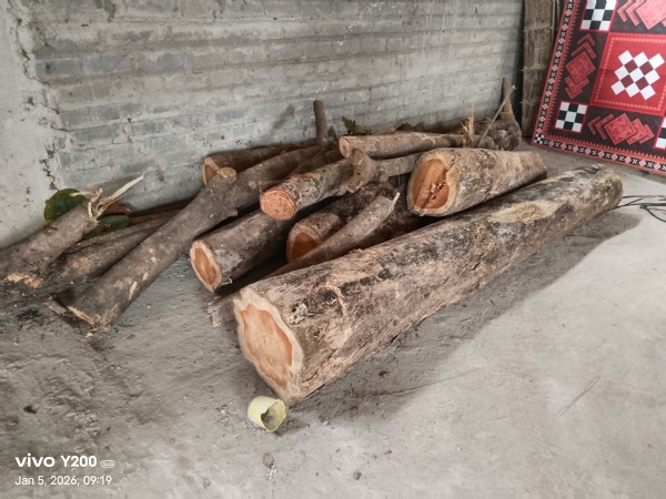 ତୁଳସୀନଗର ଦୁର୍ଗା ମଣ୍ଡପରେ ବନବିଭାଗର  ଚଢ଼ାଉ : ମୂଲ୍ୟବାନ୍ ଶାଗୁଆନ ଗଣ୍ଡୀ  ଜବତ୍‌,