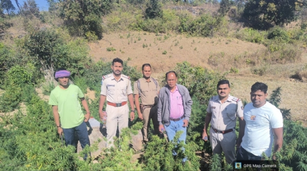 29  ଏକର ଗଞ୍ଜେଇ ଗଛ ନଷ୍ଟ