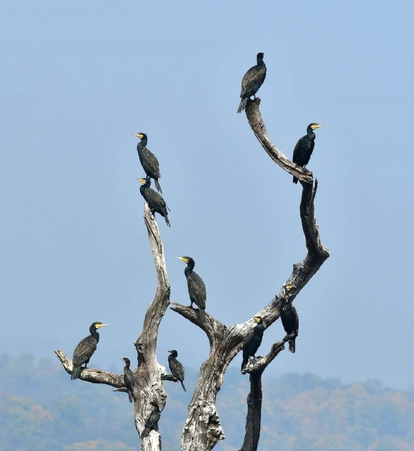 ହୀରାକୁଦରେ ବିଦେଶୀ ପକ୍ଷୀଙ୍କ ଜମିଲାଣି ଭିଡ଼ ହୀରାକୁଦରେ ବିଦେଶୀ ପକ୍ଷୀଙ୍କ ଜମିଲାଣି ଭିଡ଼