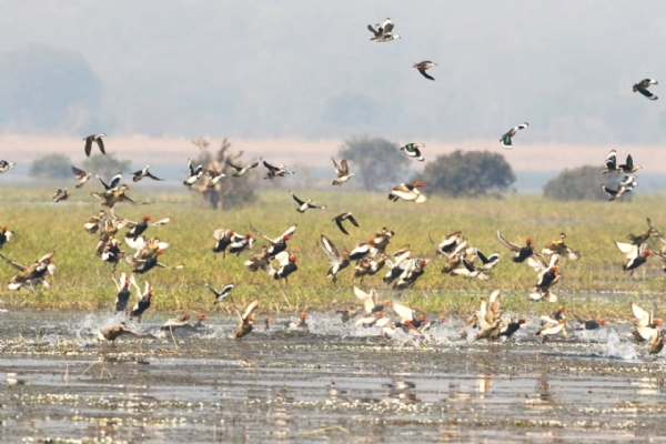 ହୀରାକୁଦରେ ବିଦେଶୀ ପକ୍ଷୀଙ୍କ ଜମିଲାଣି ଭିଡ଼ ହୀରାକୁଦରେ ବିଦେଶୀ ପକ୍ଷୀଙ୍କ ଜମିଲାଣି ଭିଡ଼