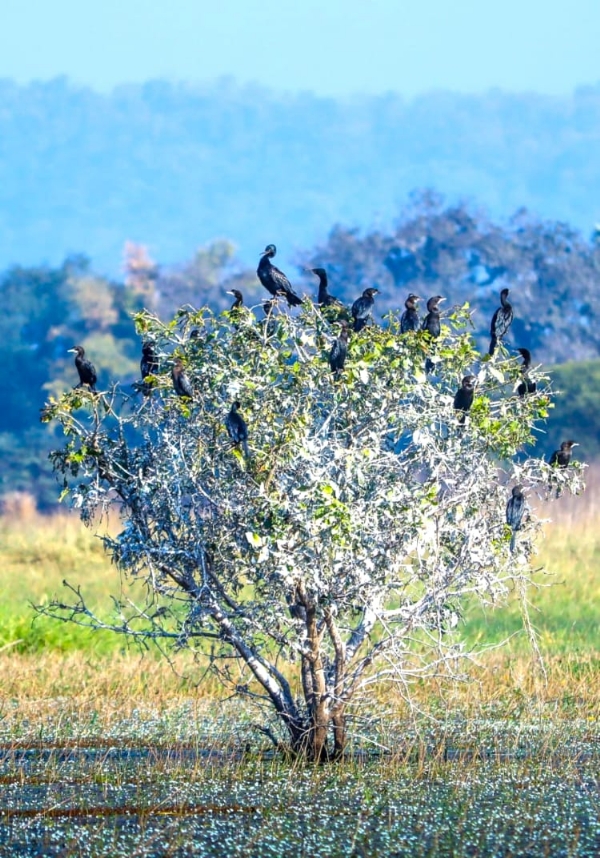 ହୀରାକୁଦରେ ବିଦେଶୀ ପକ୍ଷୀଙ୍କ ଜମିଲାଣି ଭିଡ଼ ହୀରାକୁଦରେ ବିଦେଶୀ ପକ୍ଷୀଙ୍କ ଜମିଲାଣି ଭିଡ଼