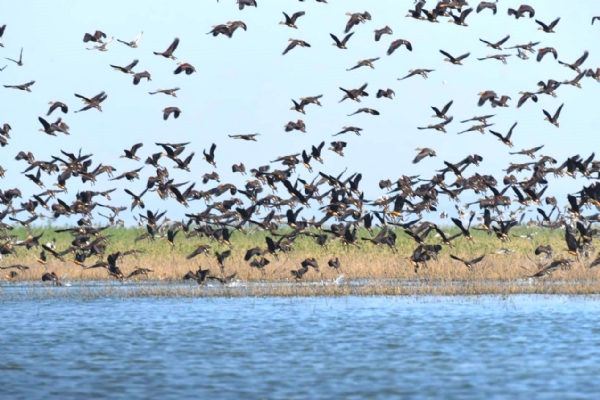 ହୀରାକୁଦରେ ବିଦେଶୀ ପକ୍ଷୀଙ୍କ ଜମିଲାଣି ଭିଡ଼ ହୀରାକୁଦରେ ବିଦେଶୀ ପକ୍ଷୀଙ୍କ ଜମିଲାଣି ଭିଡ଼