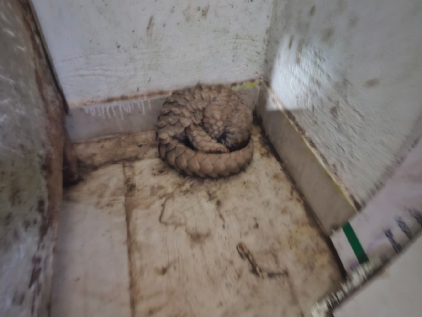 ୫ କିଲୋରୁ ଅଧିକ ଓଜନର ବ୍ରଜକାପ୍ତା  ଉଦ୍ଧାର