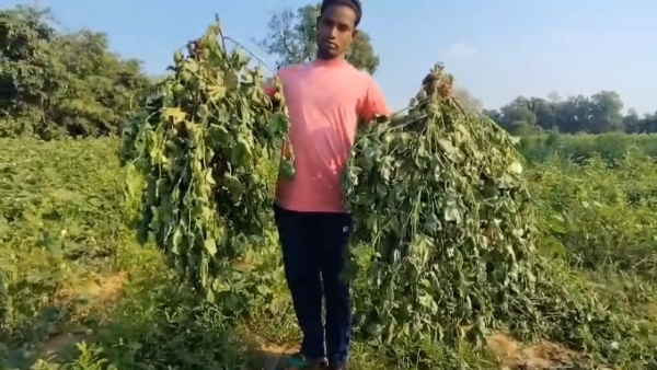 ଚାଷୀର ପେଟରେ ଲାତ  ଦୁଇ ଏକର କପା ଚାଷ ନଷ୍ଟ କଲେ ଅଜଣା  ଦୁର୍ବୃତ୍ତ ମାମଲା ରୁଜୁ