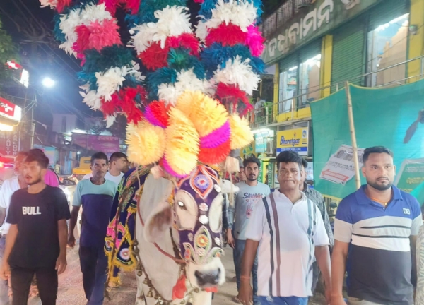 ବଳଦ ଯାତ୍ରା ପାଇଁ ପ୍ରସ୍ତୁତି ବଳଦ ଯାତ୍ରା ପାଇଁ ପ୍ରସ୍ତୁତି