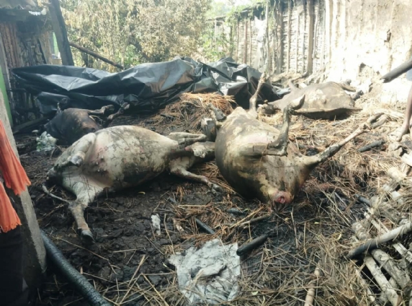 GUHALA RE AGNIKANDA - 4 COW DEATH GUHALA RE AGNIKANDA - 4 COW DEATH
