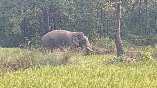 ୬ ବଣୁଆ ହାତୀଙ୍କ ଗହଣରେ ‘ରାଜୁ’ର ରାଜ୍