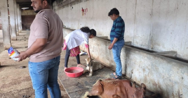 ଶ୍ରୀ କୃଷ୍ଣ ଗୋଶାଳାରେ ଉଦ୍ଧାର ଗୋରୁଙ୍କ ଯତ୍ନ ; ପ୍ରାଣୀଚିକିତ୍ସା ବିଭାଗ ପକ୍ଷରୁ ନିୟମିତ ତଦାରଖ ଓ ଚିକିତ୍ସା ଜାରି