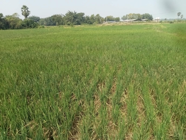 ARNAB BATYA DELA ASWASTI