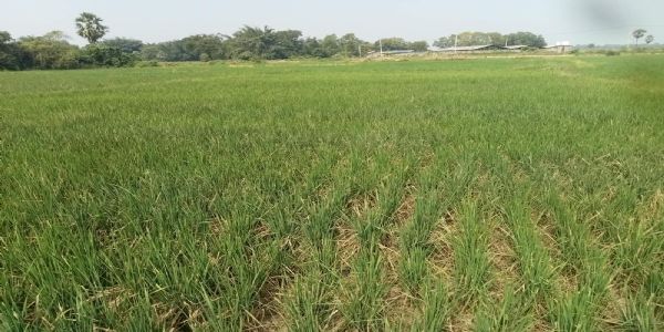ଅର୍ଣ୍ଣବ ଦେଲା ଆଶ୍ୱସ୍ତି, ଓଦା ହେଲା ଶୁଖିଲା ଚାଷଜମି