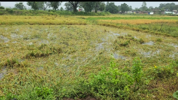 ଲଗାଣ ବର୍ଷାରେ କୋଲାବିରାରେ ଧାନ ଫସଲ ଜଳମଗ୍ନ